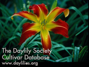 Daylily Red Bloomers